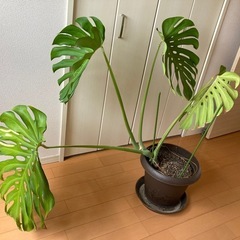 受け渡し待ち※モンステラ② 