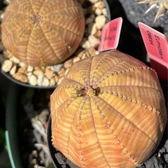 多肉植物3ケースくらいまとめて取りに来てくれる方
