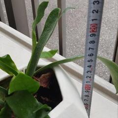値下げ　観葉植物の画像
