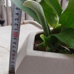 値下げ　観葉植物の画像