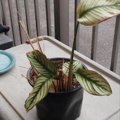 観葉植物