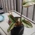 ランキングキーワードに紐づく投稿画像-観葉植物