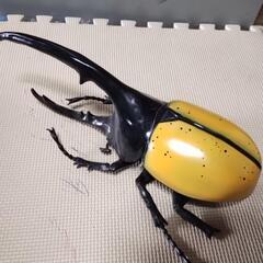 カブトムシ