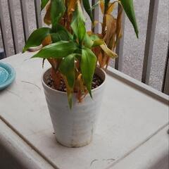 観葉植物