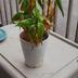 ランキングキーワードに紐づく投稿画像-観葉植物
