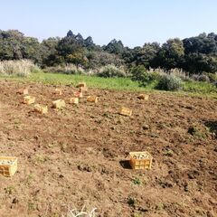 野菜の収穫や出荷準備など