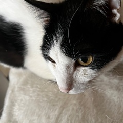 ハチワレ　男の子　甘えん坊です。 − 宮崎県
