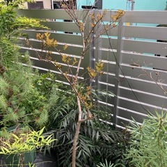 百日紅 白色の花