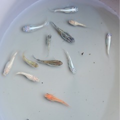 メダカ ④ミックス15匹　めだか