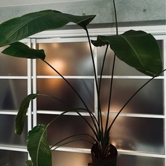 【観葉植物＋Rust Tachikawa 鉢セット】引き取り限定...