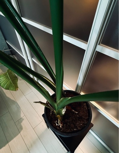消費税無し 観葉植物＋Rust Tachikawa 鉢セット】引き取り限定／高さ190cm その他観葉植物