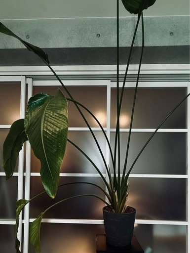 観葉植物＋Rust Tachikawa 鉢セット】引き取り限定／高さ190cm