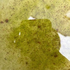 ミジンコと増殖セットの画像