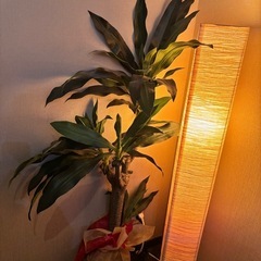 キャンセルでました！観葉植物造花