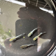 ハルシオン