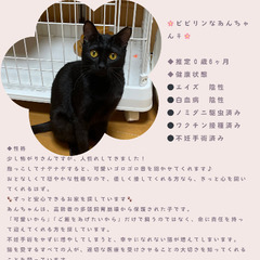 🍓筑紫野ベレッサほご猫譲渡会🍓 🐈‍⬛5月11日🐾11時から15...