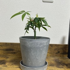 【21日中】パキラ　鉢付き　無料