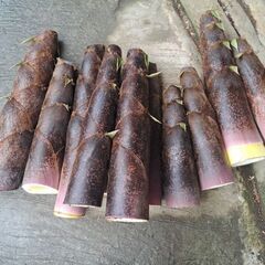 新鮮たけのこ　