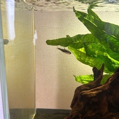熱帯魚　お譲りいたします。の画像