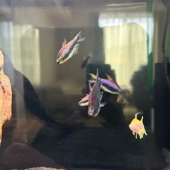 熱帯魚　お譲りいたします。の画像