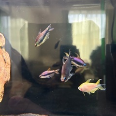 熱帯魚　お譲りいたします。の画像