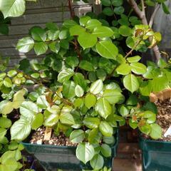 バラ　レッドレオナルド・ダ・ビンチ　の画像