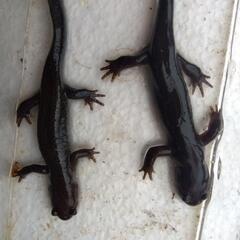 トウホクサンショウウオ