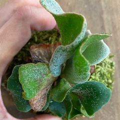 観葉植物】 ギンカspore 石化するかも。 (P.Ginka Sporelings 観葉植物】 ギンカspore 石化するかも。 (P.Ginka Sporelings