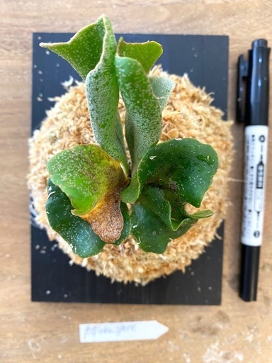 vandaka plants GALLERY TOKYO | P. 'Ginka' FSQの選抜株