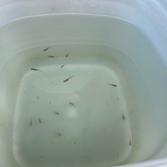 ミックスメダカ幼魚、若魚を格安でお譲りします。