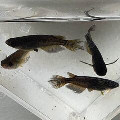 サタン（ブラックヒレ長メダカ）　成魚　８匹　１０００円②