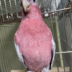 モモイロインコ店頭にいます - 八王子市