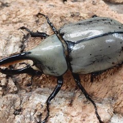 グラントシロカブト※幼虫3令♂♀ペア　