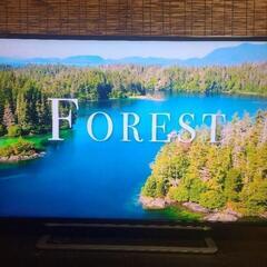 東芝 4K 液晶レグザ 43G20X Netflix　YouTube