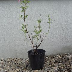 チェリーセージ 各色あります