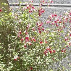 チェリーセージ 各色ありますの画像