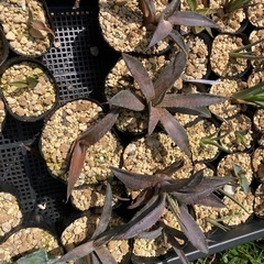 子株いろいろ1000〜2000ブラッドスポット の画像