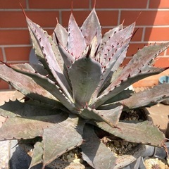 子株いろいろ1000〜2000ブラッドスポット の画像