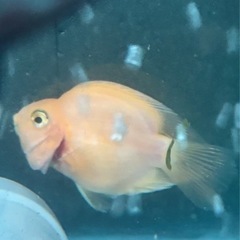 熱帯魚　パロット
ファイヤー