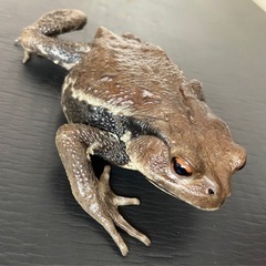 【売約済】自家ブリード個体 アズマヒキガエル ♀ 単品①
