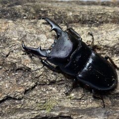 本土ヒラタクワガタ　ペア