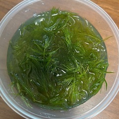 マツモ　水草　
