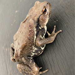 【売約済】直ブリード個体 アズマヒキガエル ♀ 2匹