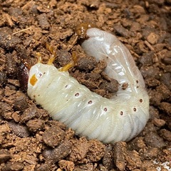 グラントシロカブト※幼虫3令3頭　の画像