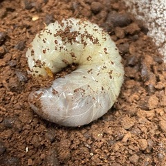 グラントシロカブト※幼虫3令3頭　の画像