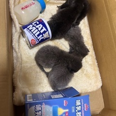 子猫　産まれてすぐ