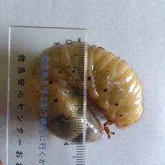 カブトムシ幼虫　数量限定