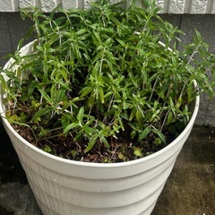大型鉢のセージの画像