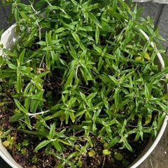 大型鉢のセージの画像