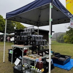 メダカ屋「庵」出店イベント【残り2時間】大野城市
